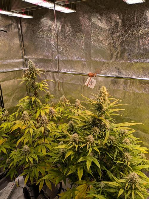 Primetime Grow. Week 10 - Der Garten