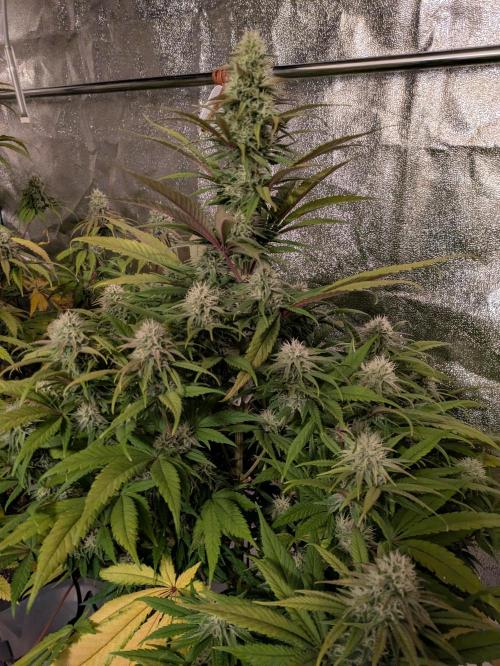 Primetime Grow. Week 10 - Purple Kush