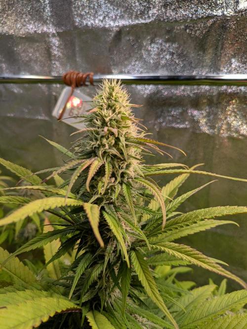 Primetime Grow. Week 10 - Purple Kush