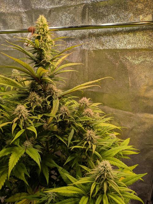 Primetime Grow. Week 10 - Purple Kush