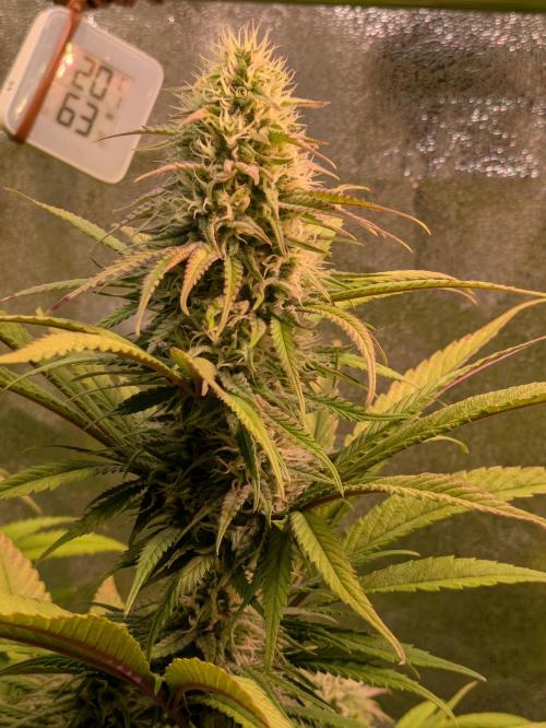 Primetime Grow. Week 10 - Purple Kush