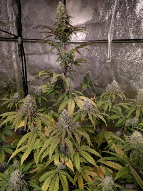 Primetime Grow. Week 10 - Blueberry Muffin