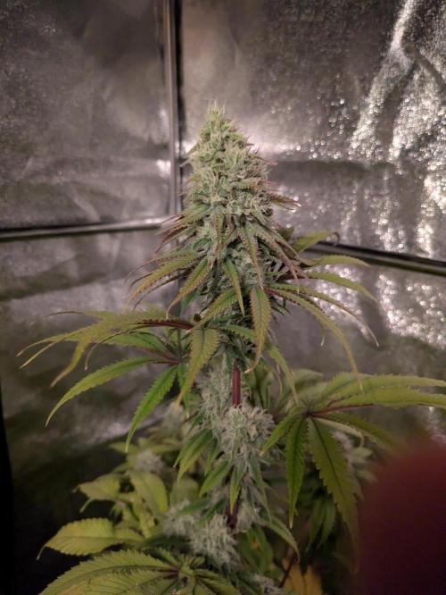 Primetime Grow. Week 10 - Blueberry Muffin