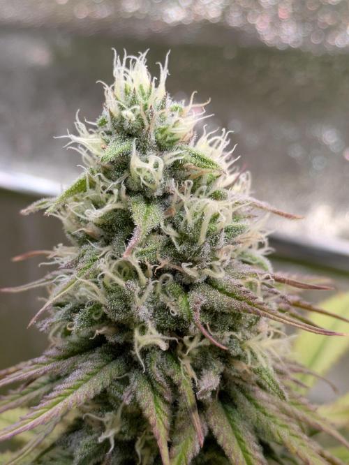 Primetime Grow. Week 10 - Blueberry Muffin