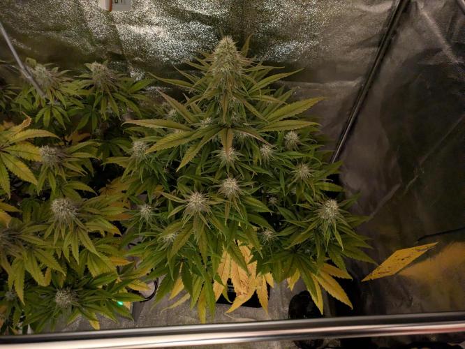 Primetime Grow. Week 10 - Mangel oder einfach nur natürlich?