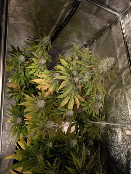 Primetime Grow. Week 10 - Mangelerscheinungen....
