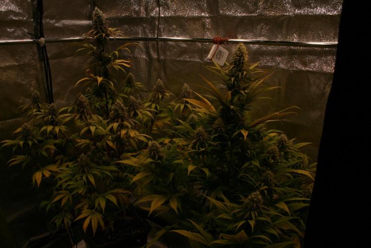 Primetime Grow. Week 11