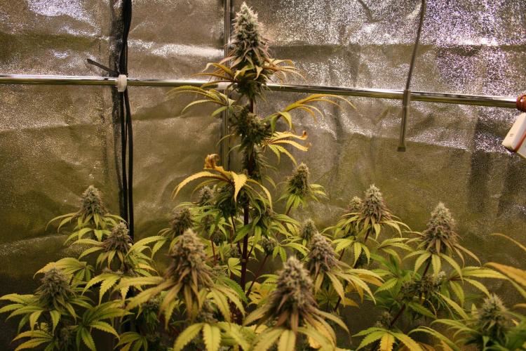 Primetime Grow. Week 11 - Blueberry Muffin