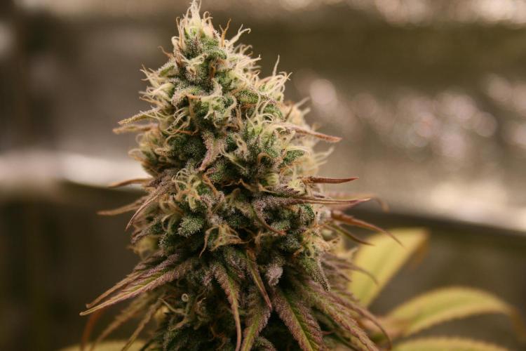 Primetime Grow. Week 11 - Blueberry Muffin