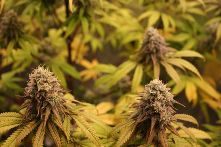 Primetime Grow. Week 11 - Blueberry Muffin