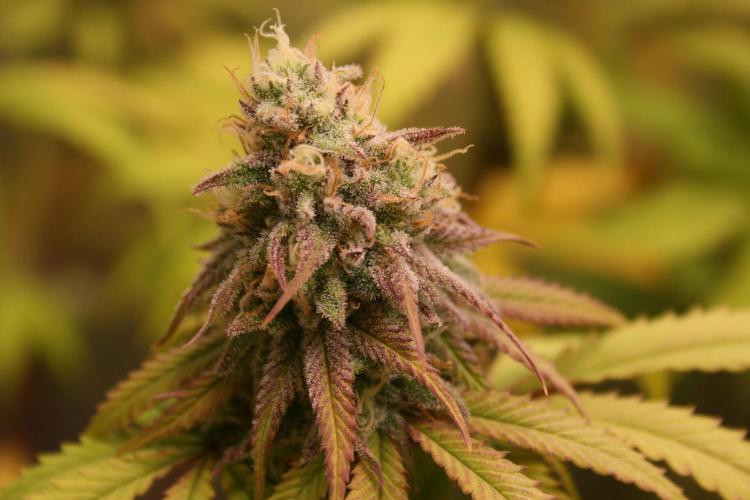 Primetime Grow. Week 11 - Blueberry Muffin