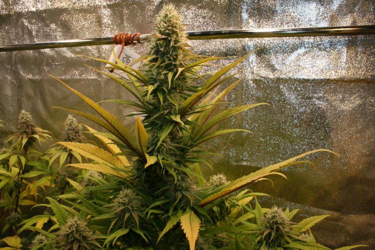 Primetime Grow. Week 11 - Purple Kush