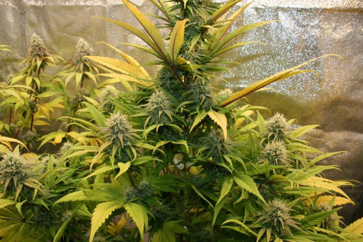 Primetime Grow. Week 11 - Purple Kush