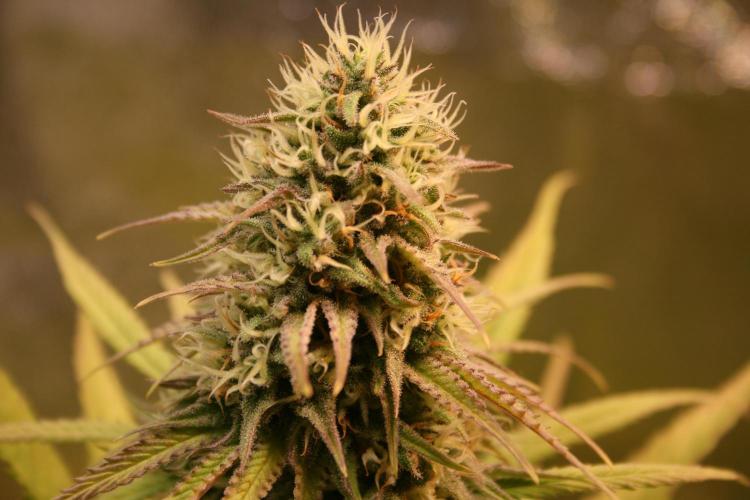 Primetime Grow. Week 11 - Purple Kush