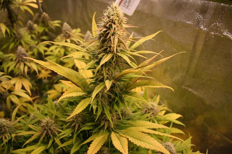 Primetime Grow. Week 11 - Purple Kush