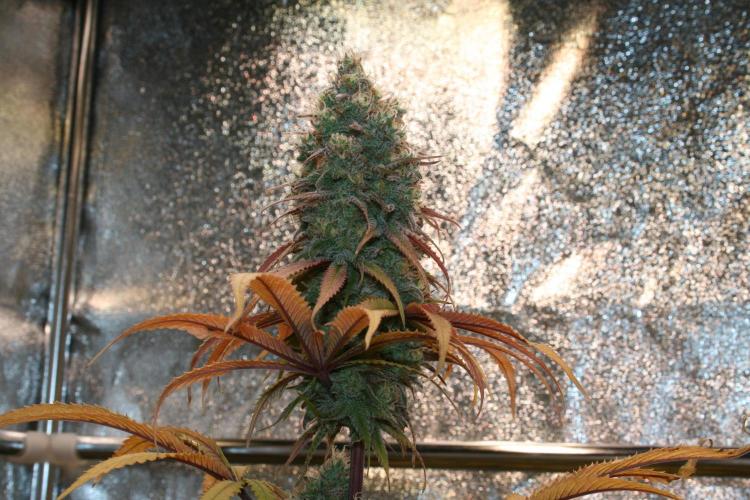 Primetime Grow. Week 12 - Blueberry Muffin