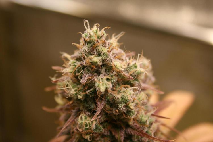 Primetime Grow. Week 12 - Blueberry Muffin