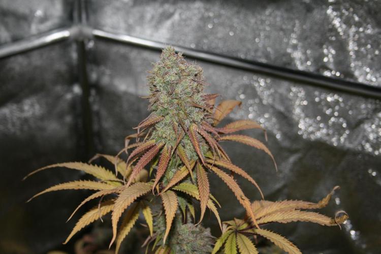 Primetime Grow. Week 12 - Blueberry Muffin