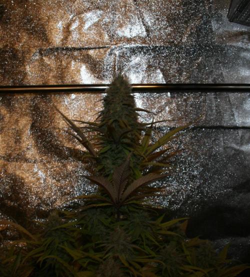 Primetime Grow. Week 12 - Purple Kush 