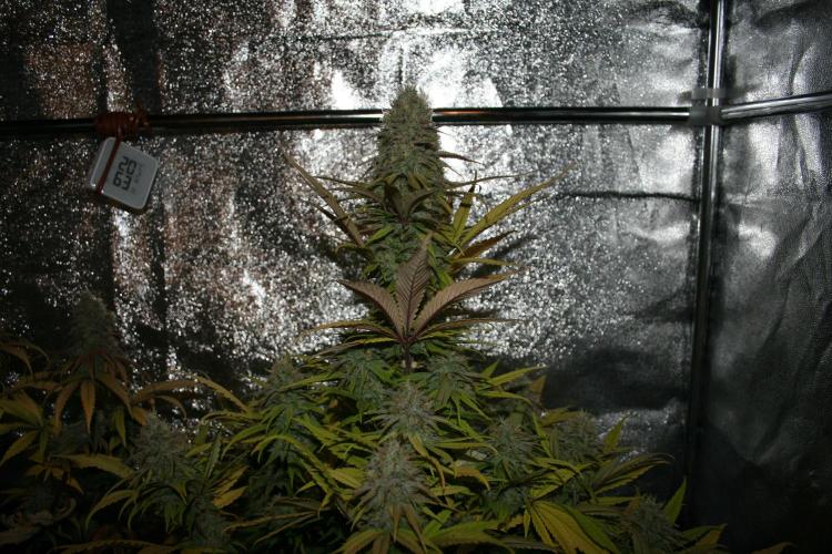 Primetime Grow. Week 12 - Purple Kush