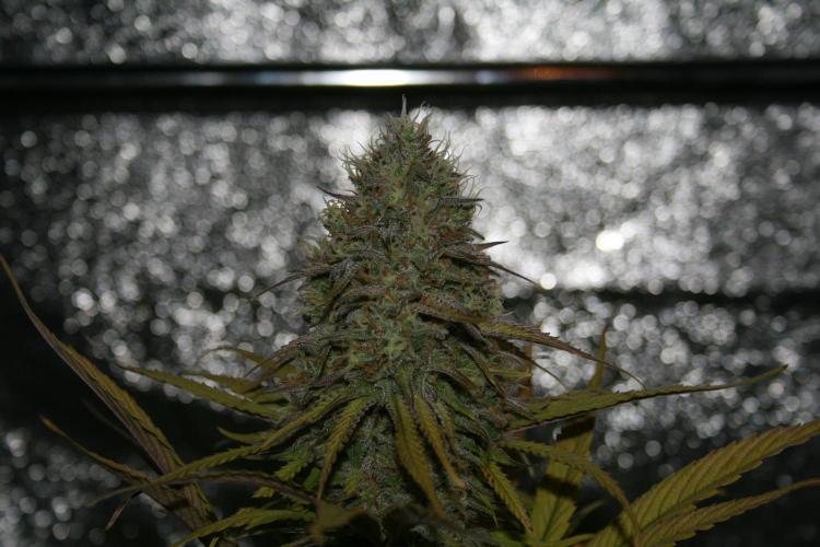 Primetime Grow. Week 12 - Purple Kush