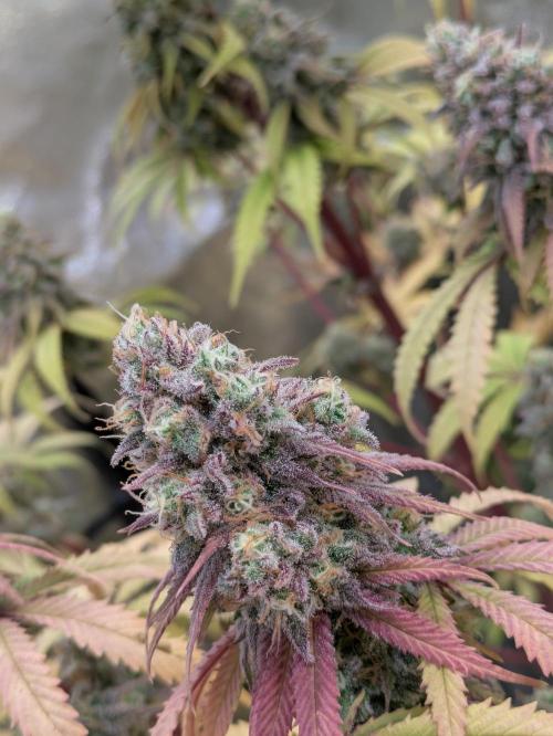 Primetime Grow. Week 12