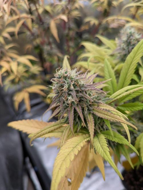 Primetime Grow. Week 12