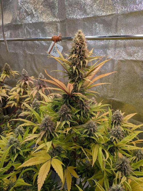 Primetime Grow. Week 12