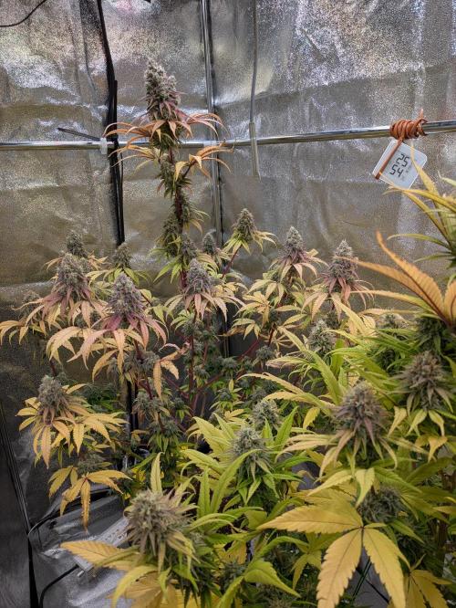 Primetime Grow. Week 12