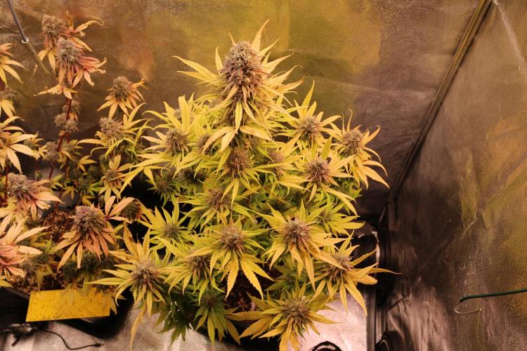 Primetime Grow. Week 13 - Links: Blueberry Muffin 
Rechts: Sensi Purple Kush