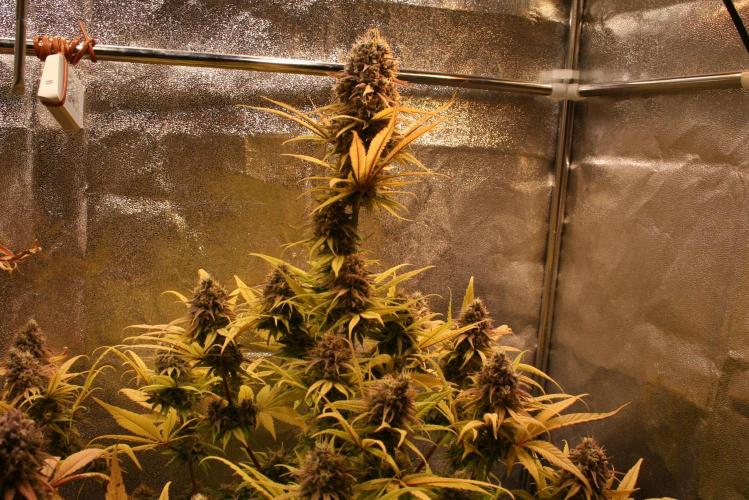 Primetime Grow. Week 13 - Sensi Purple Kush