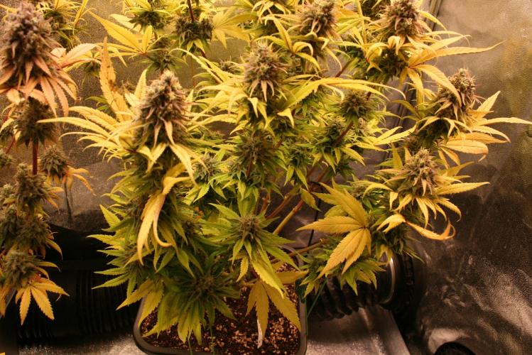 Primetime Grow. Week 13 - Sensi Purple Kush