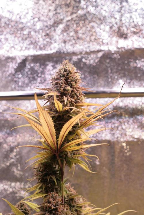 Primetime Grow. Week 13 - Sensi Purple Kush