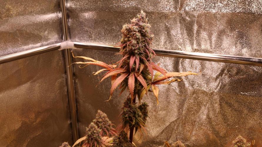 Primetime Grow. Week 13 - Blueberry Muffin