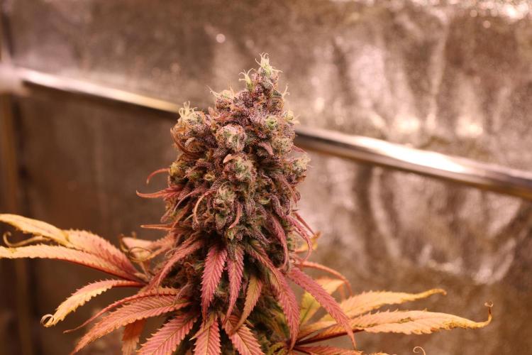 Primetime Grow. Week 13 - Blueberry Muffin