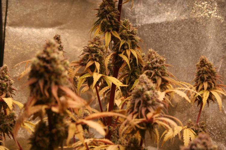 Primetime Grow. Week 13 - Blueberry Muffin