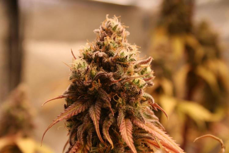 Primetime Grow. Week 13 - Blueberry Muffin