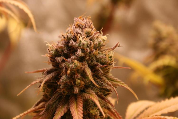 Primetime Grow. Week 13 - Blueberry Muffin