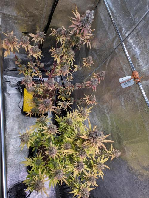 Primetime Grow. Week 14