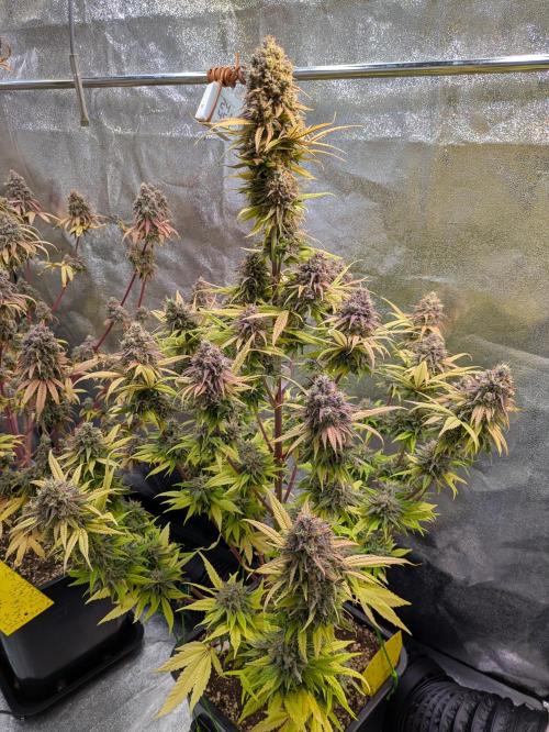 Primetime Grow. Week 14