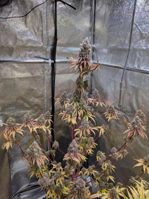 Primetime Grow. Week 14