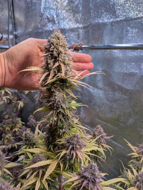 Primetime Grow. Week 14