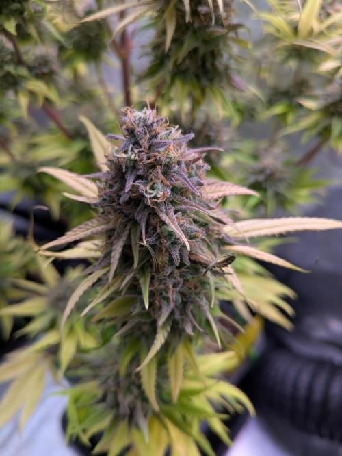 Primetime Grow. Week 14