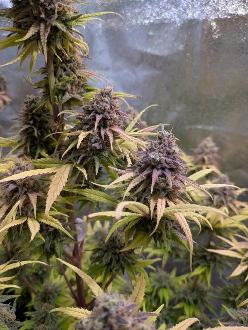 Primetime Grow. Week 14