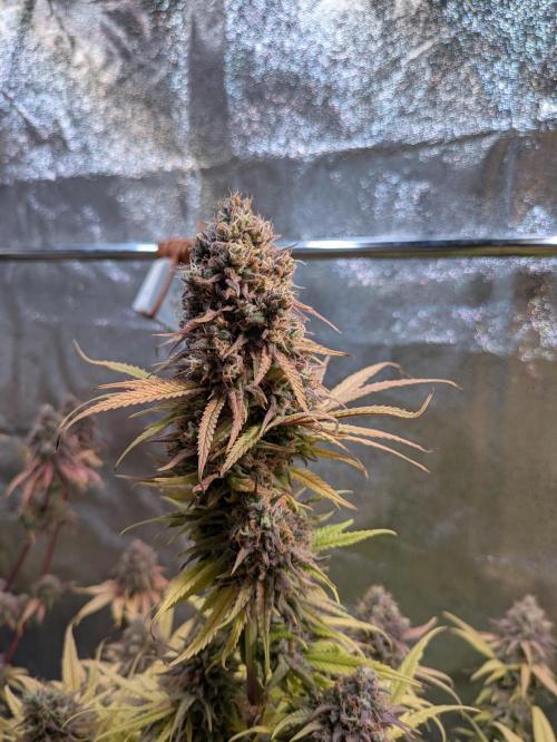 Primetime Grow. Week 14