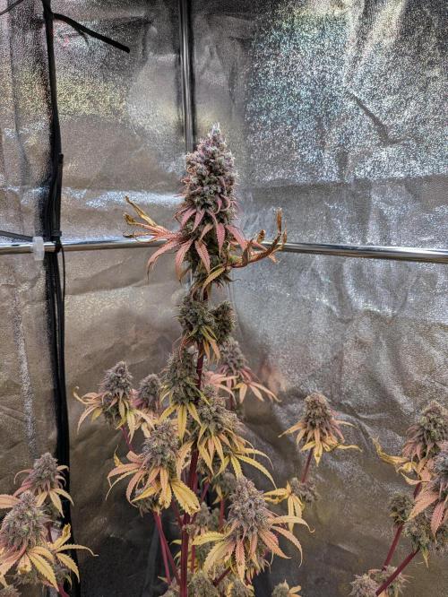 Primetime Grow. Week 14