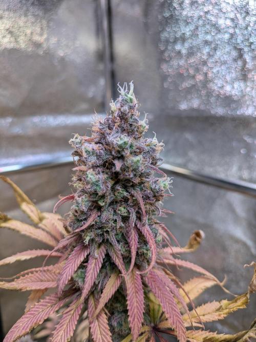 Primetime Grow. Week 14