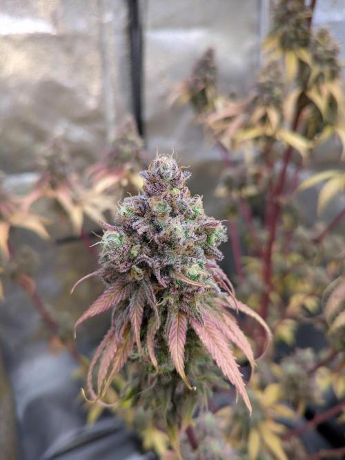 Primetime Grow. Week 14