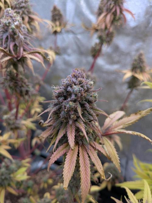 Primetime Grow. Week 14