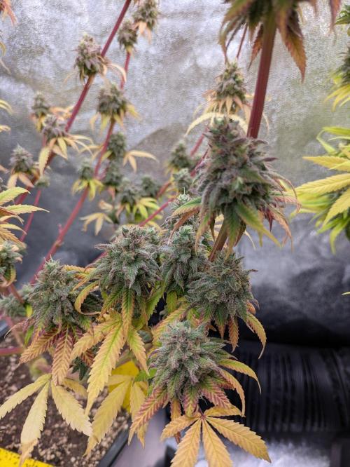 Primetime Grow. Week 14